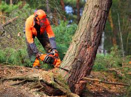Best Tree Cabling and Bracing  in Buzzards Bay, MA