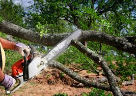 Buzzards Bay, MA Tree Removal Company