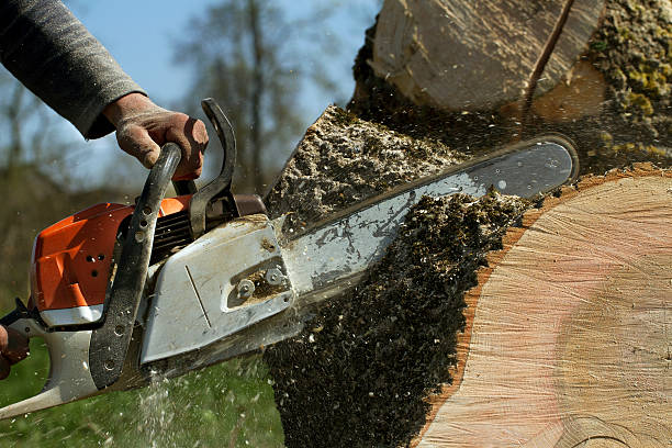 Best Tree Health Inspection  in Buzzards Bay, MA